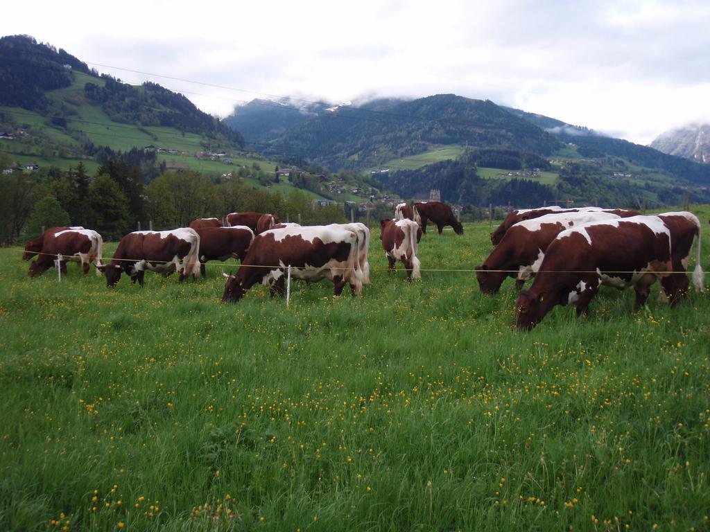 Palfnerhof Appartements Sankt Johann im Pongau Exteriér fotografie